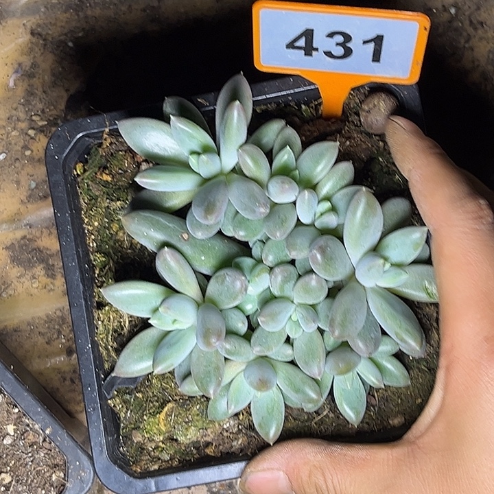 小****多肉植物海豚体哥特431