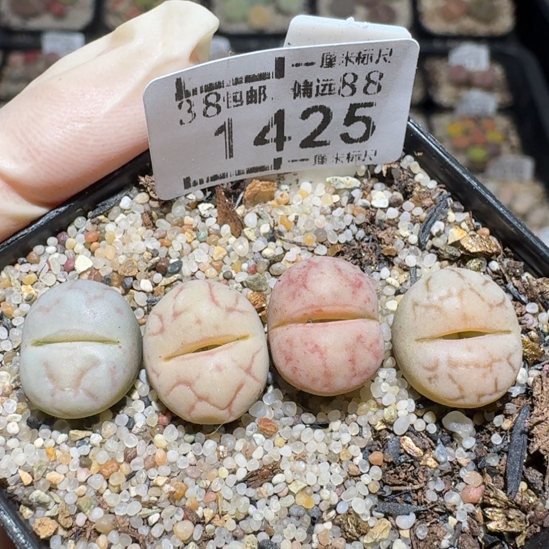 zzzz生石花肉锥1425女娲石