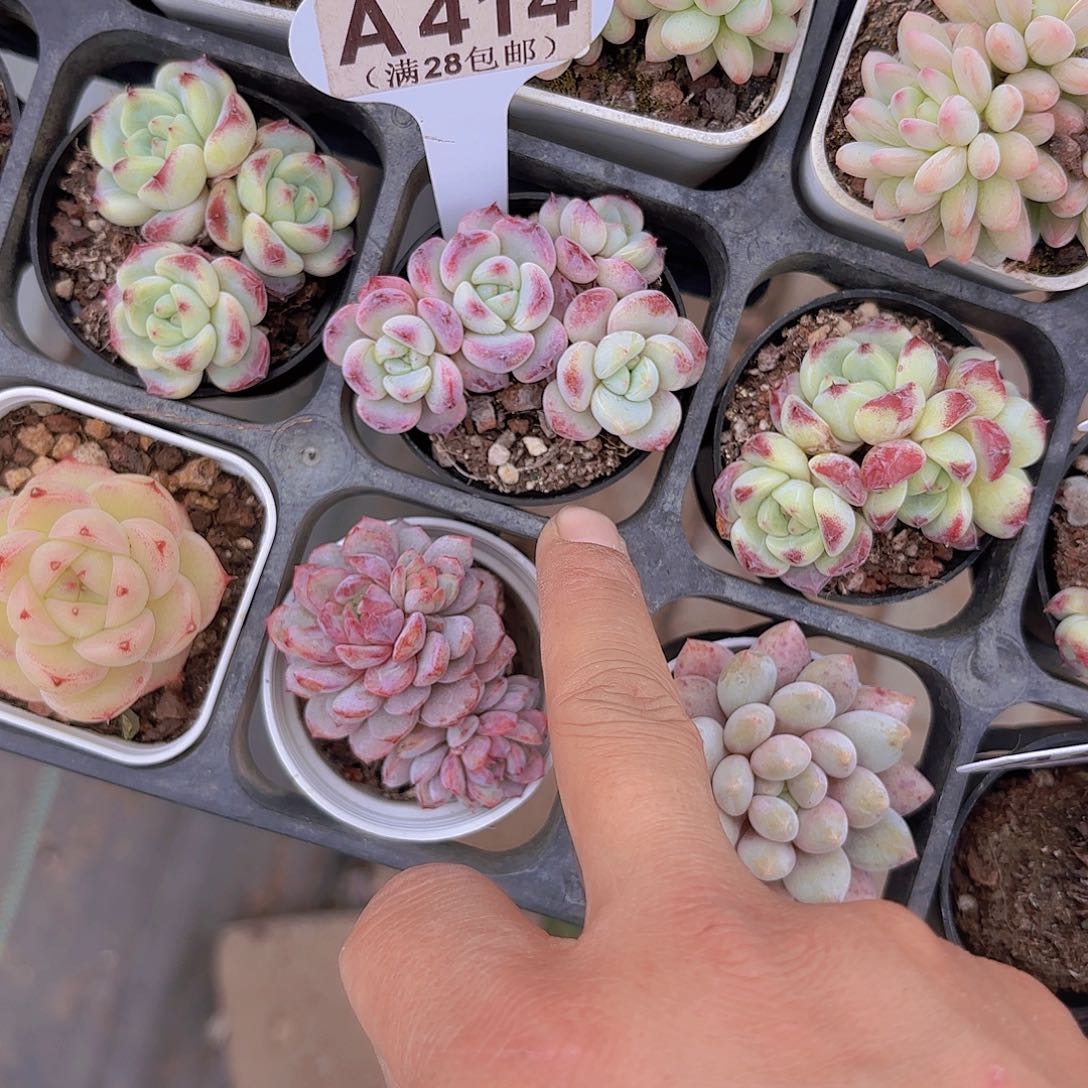 行****兵A414沙漠玫瑰一物一拍