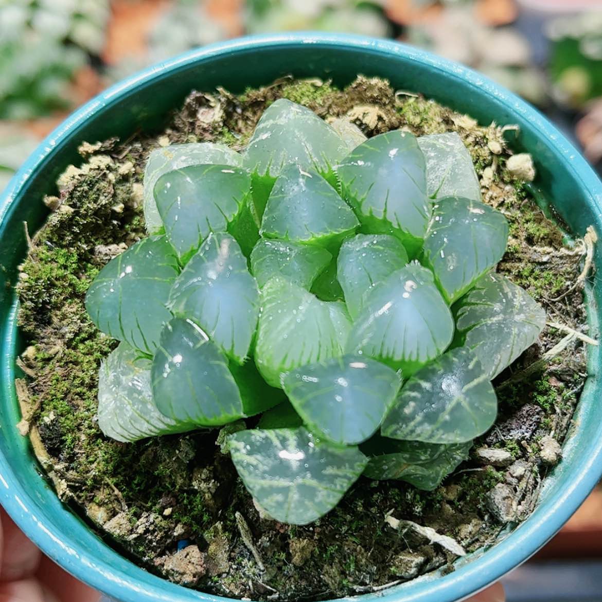 【闪购商品】蓝赤线