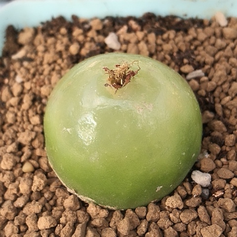 多肉肉锥 3.6Cm 大灯泡