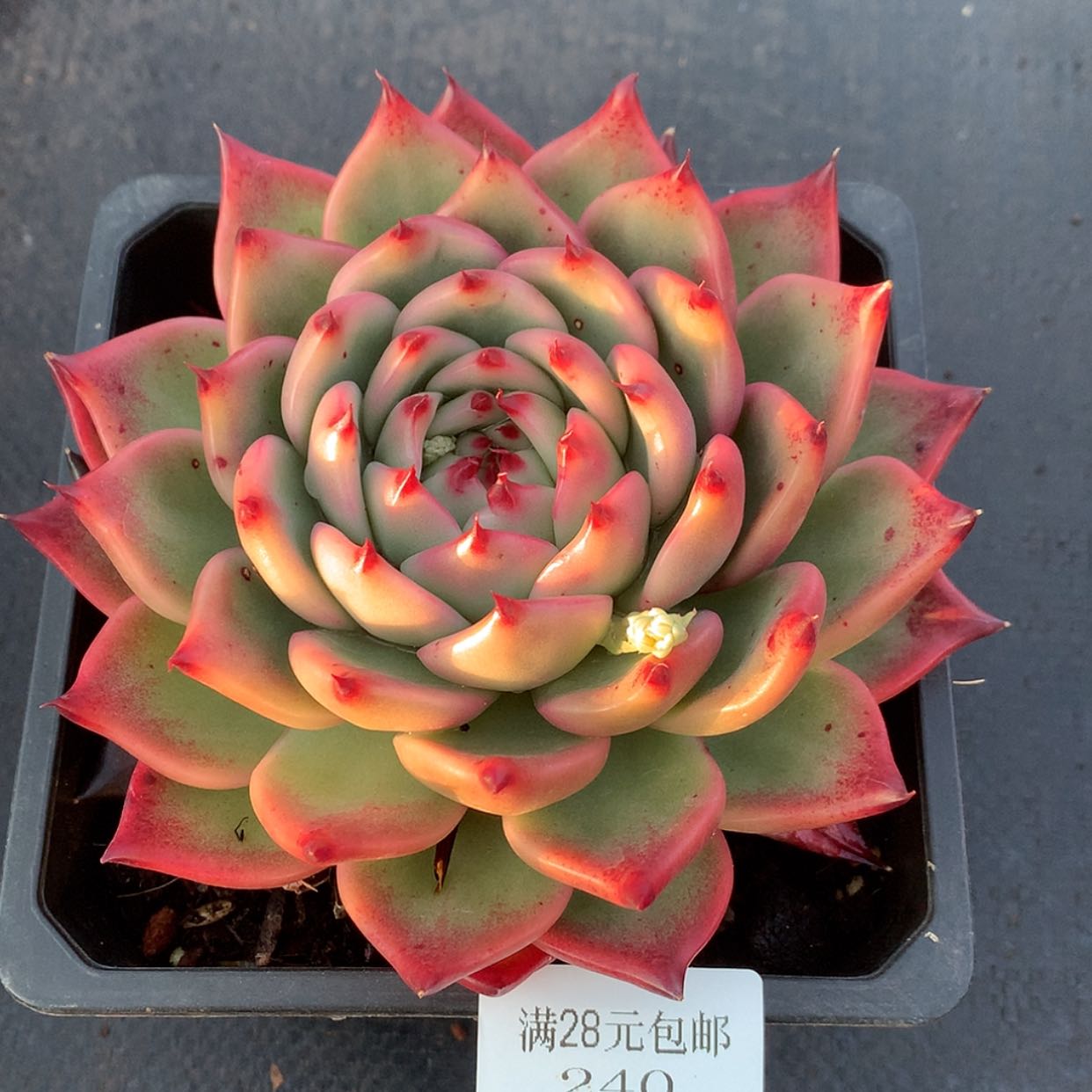 【闪购商品】云240号帝王14厘米