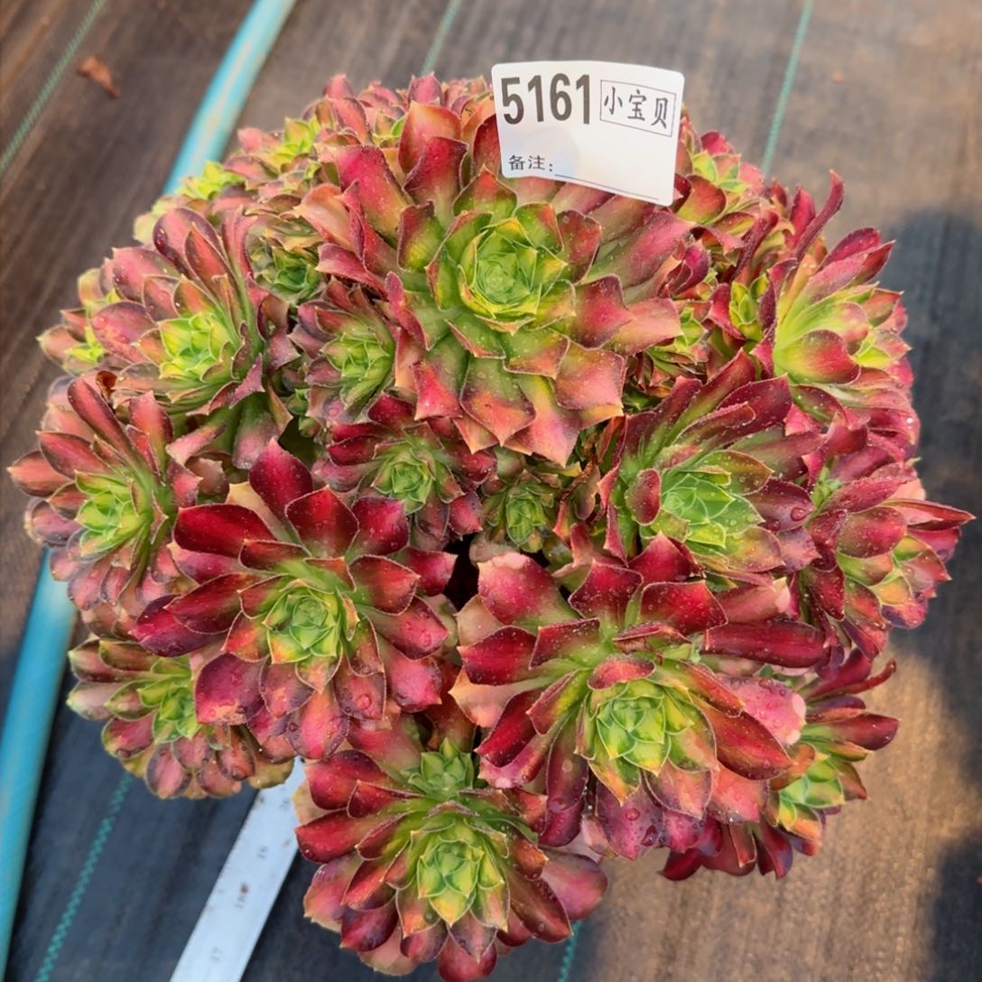 恩**奶5161多肉韶华多肉