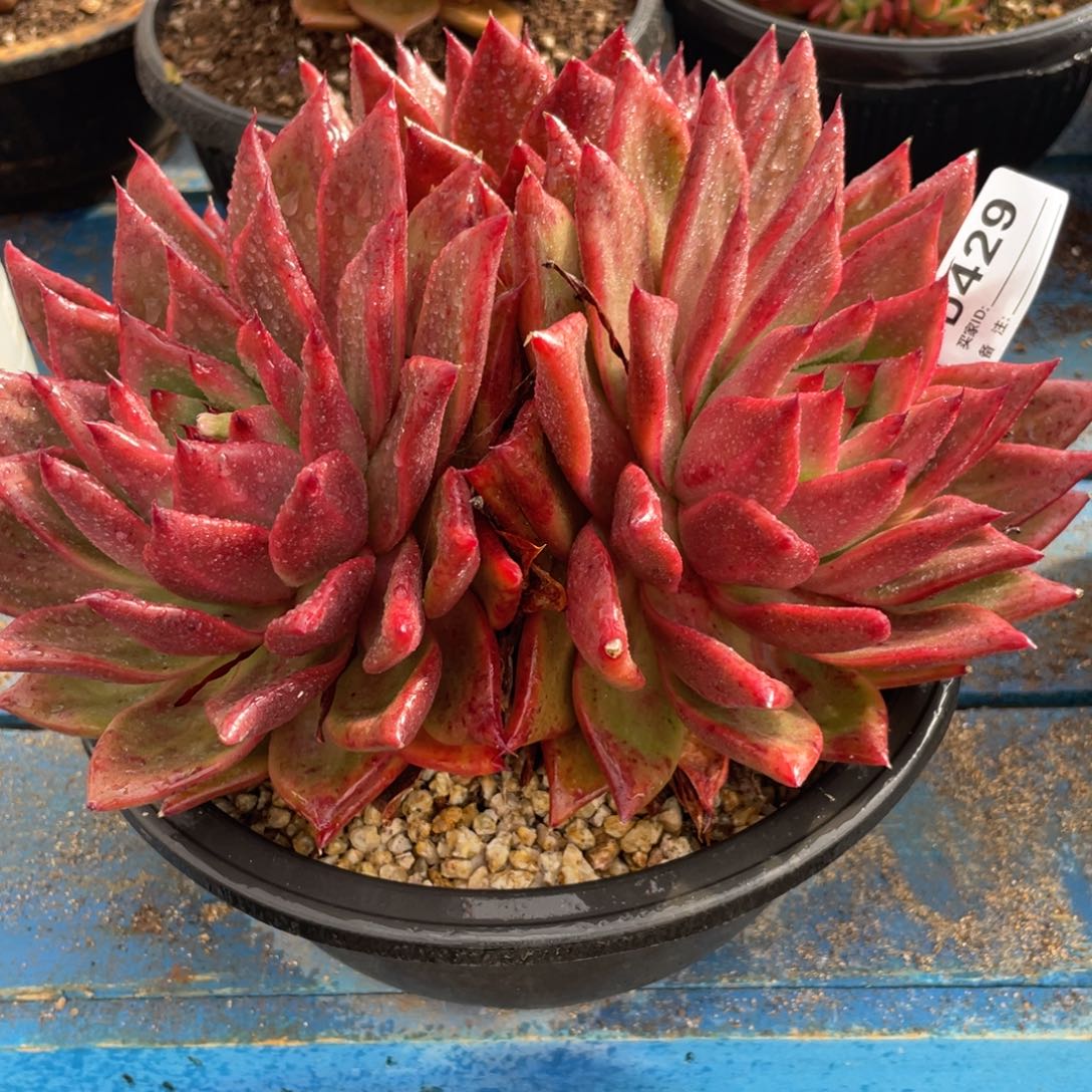 无花朵若如东云单拍D429