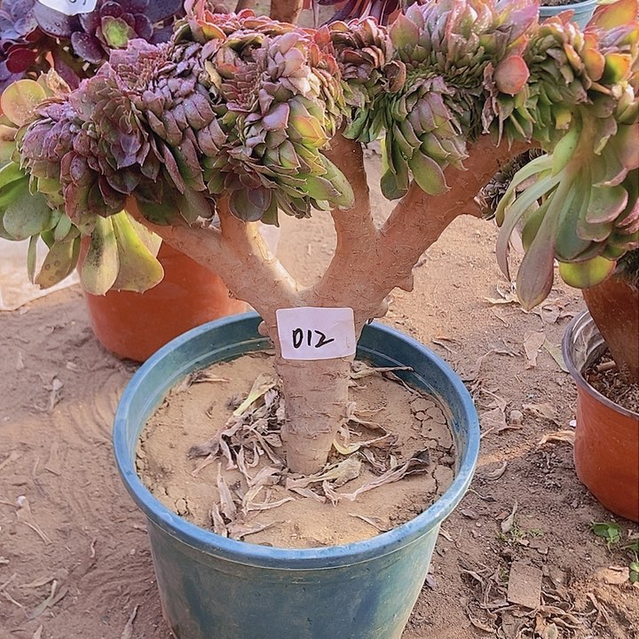 012万缀老板子法师缀老