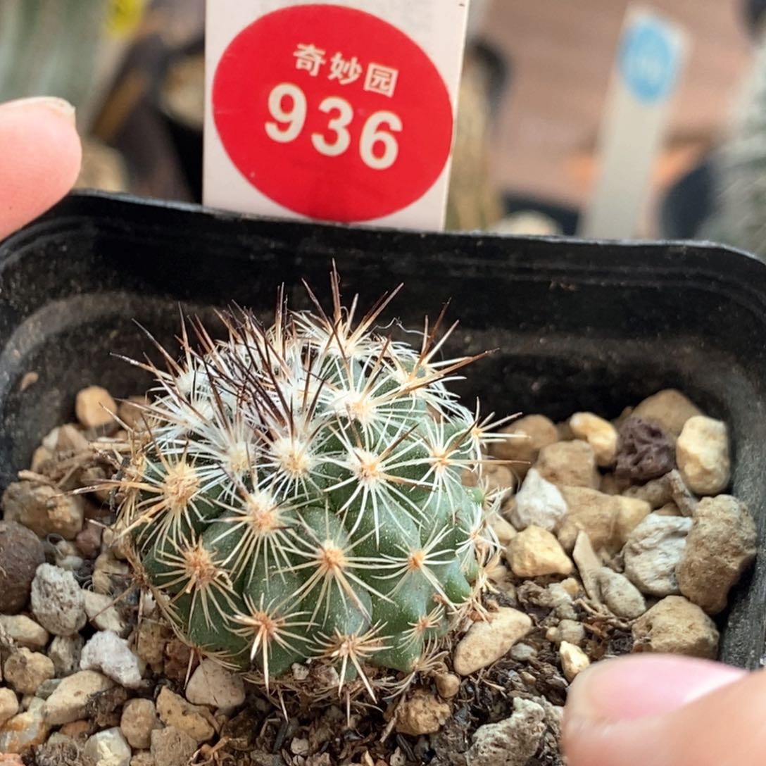 实生菲雷克娇丽2.7cm