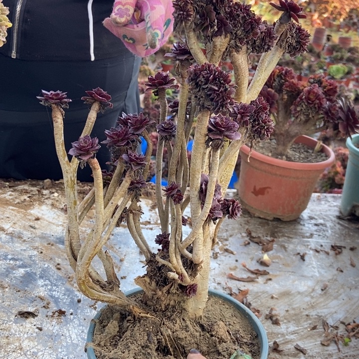 小***姐021黑缀化老桩老桩老桩