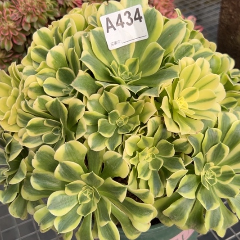 434绿豆沙30厘米左右