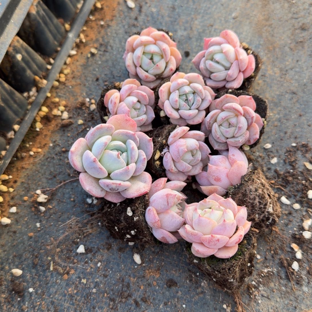 12-38侧门右五大宽叶糖心十棵量拍