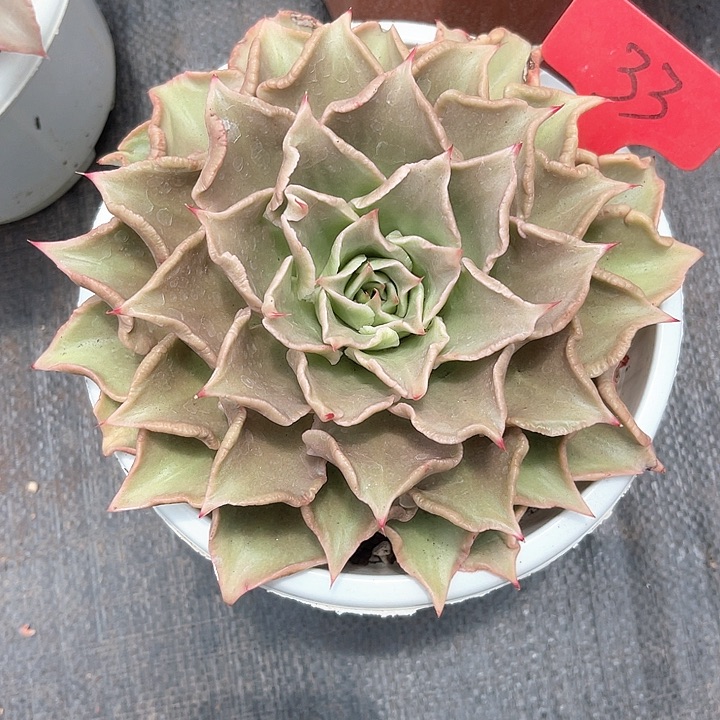 晨语多肉，一组自拍饺子33