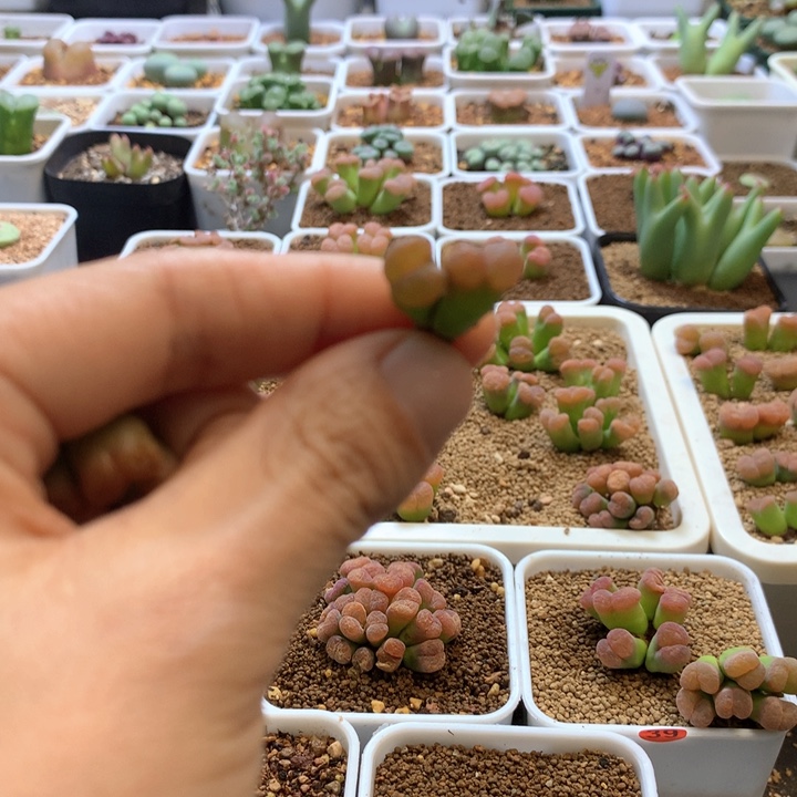 兔*特特特特 肉锥植物