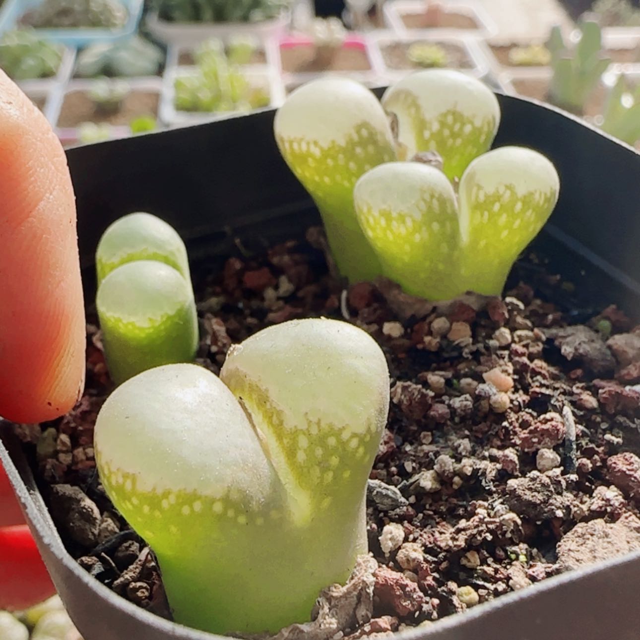 【闪购商品】21010