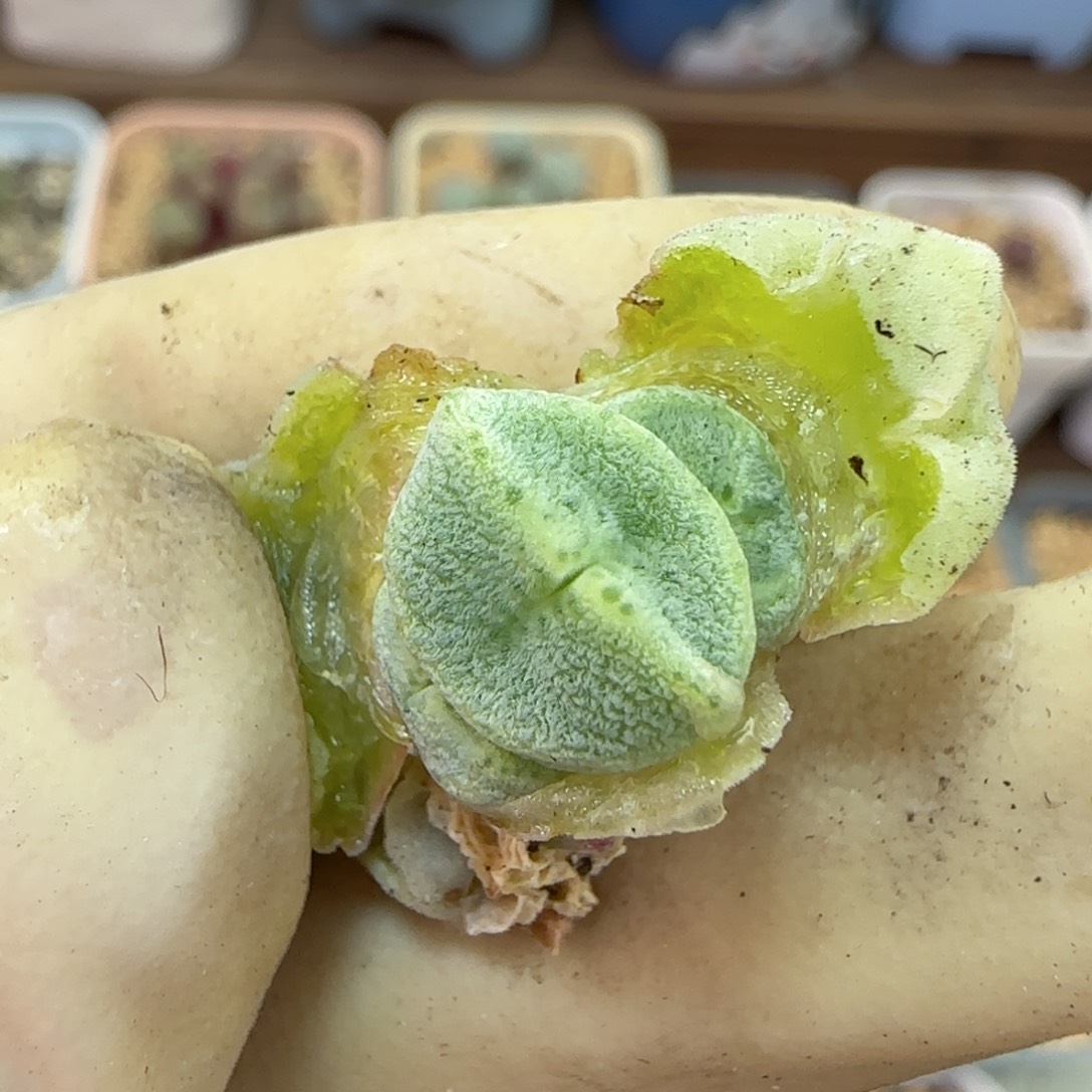 327绿豆糕绿豆糕