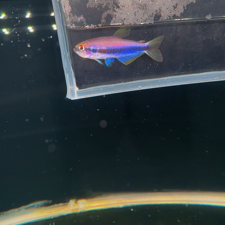 灯科鱼左下缸22超级dy 3cm左右 一条