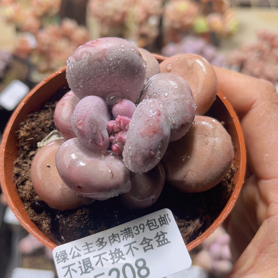 208大叶奶酪单头7c m