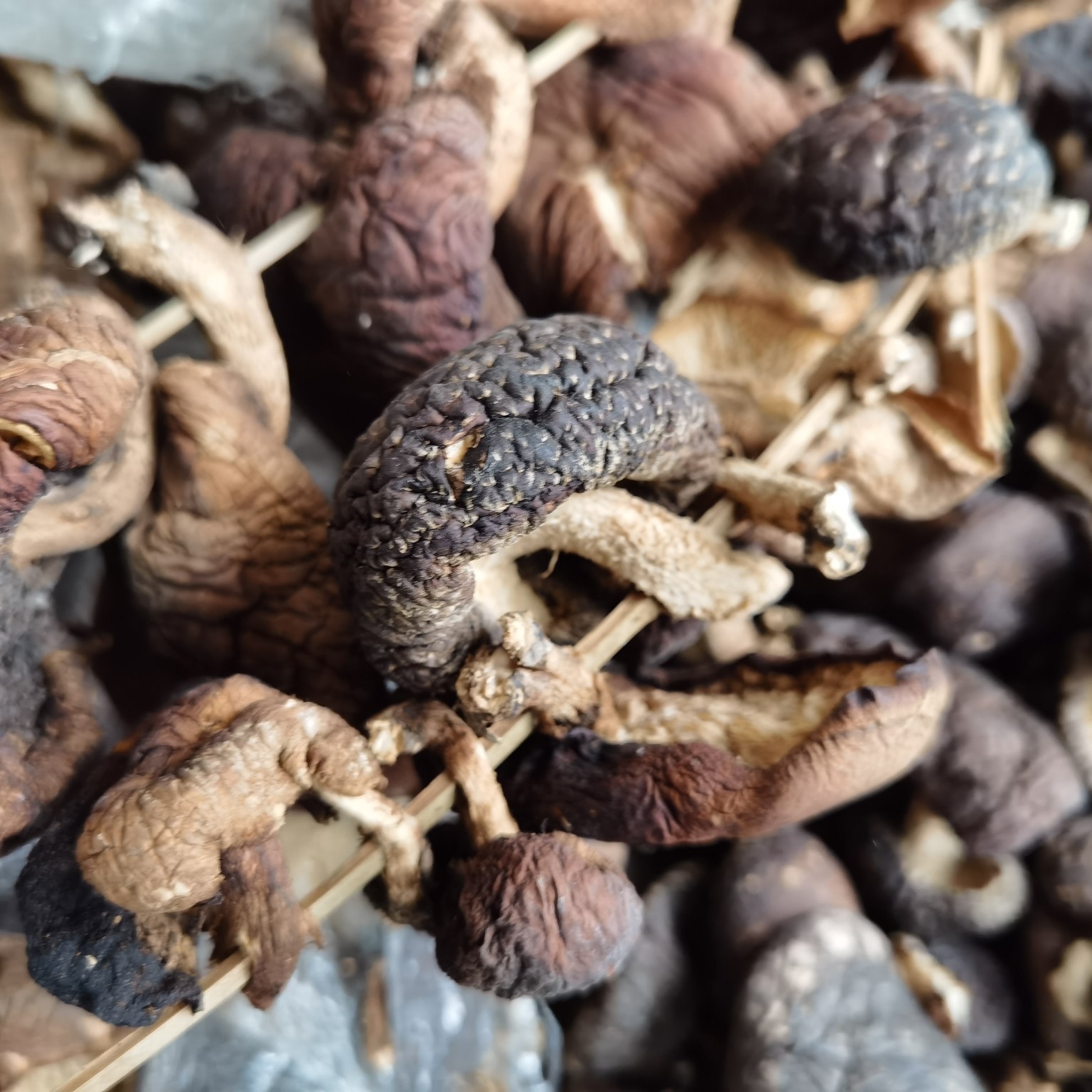 甘肃武都深山野生棒棒菇