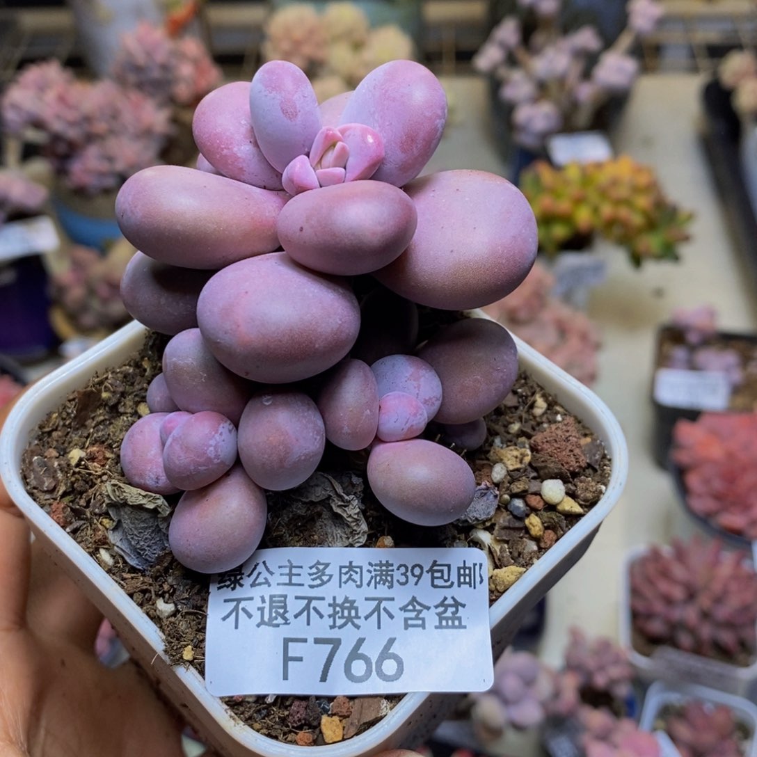 766橙奶多肉肉7c m