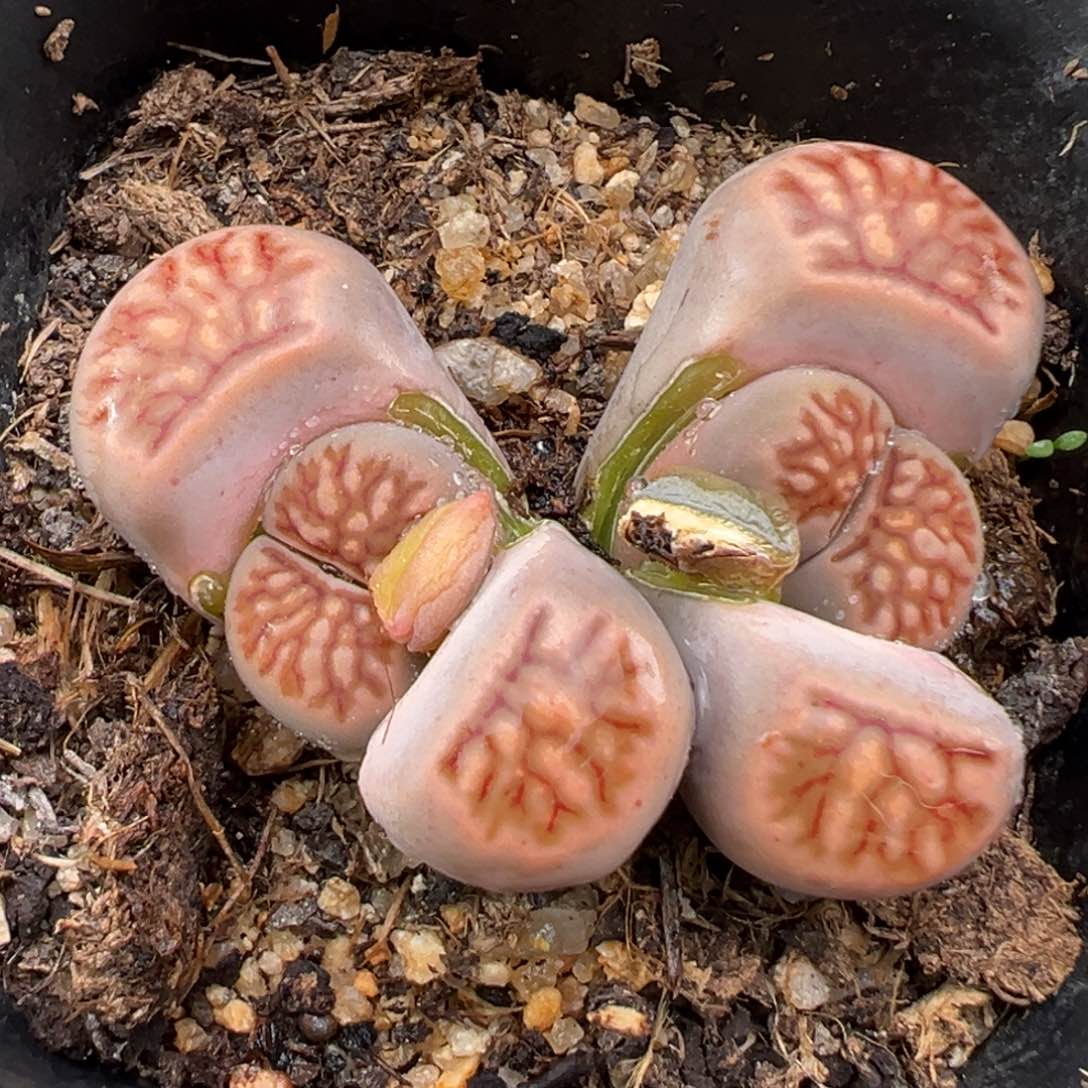 1.22好看的多肉206