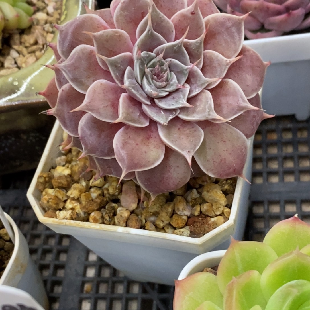 精品多肉一物一拍不包整393