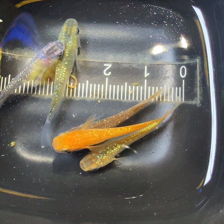 青鳉鱼71号拍品星光混搭