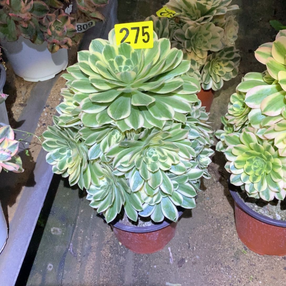 艳宁多肉植物275