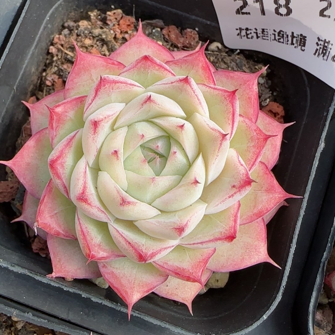 花语逸境0219-218