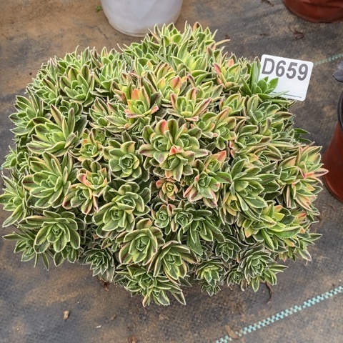 巴贝图锦多肉植物法师不包损