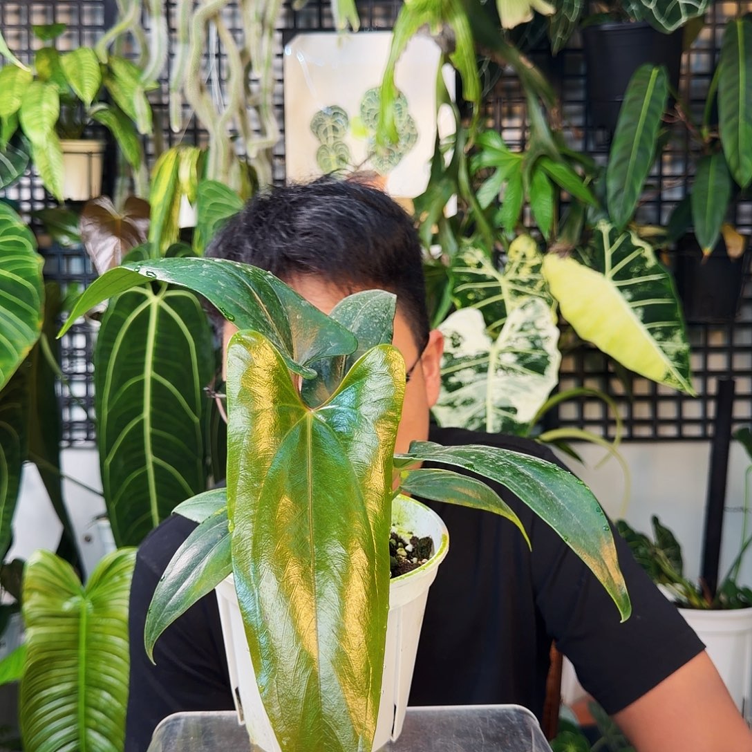 不开花植物G91小羊皮