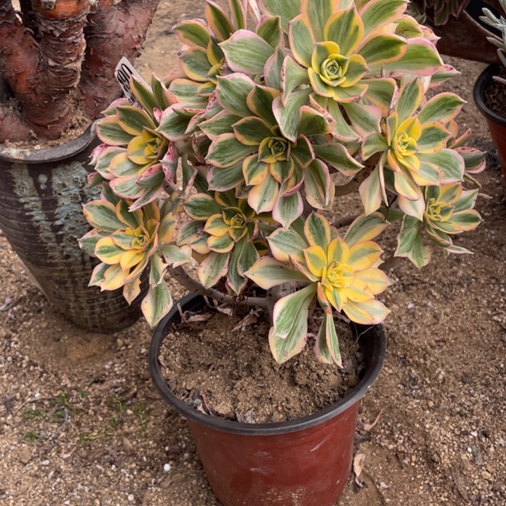 890号灿烂多肉植物