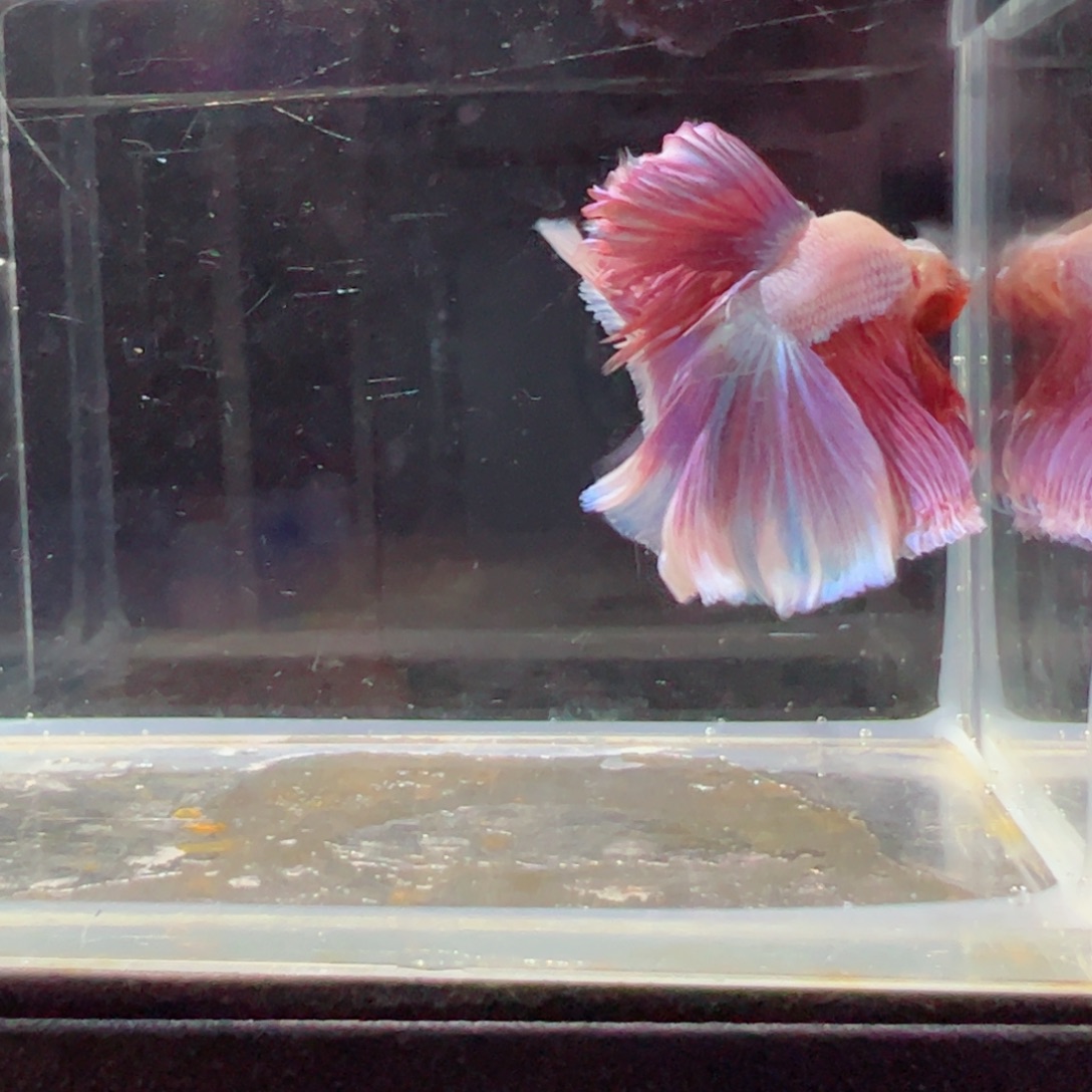 斗鱼浅色特殊尾hhhh