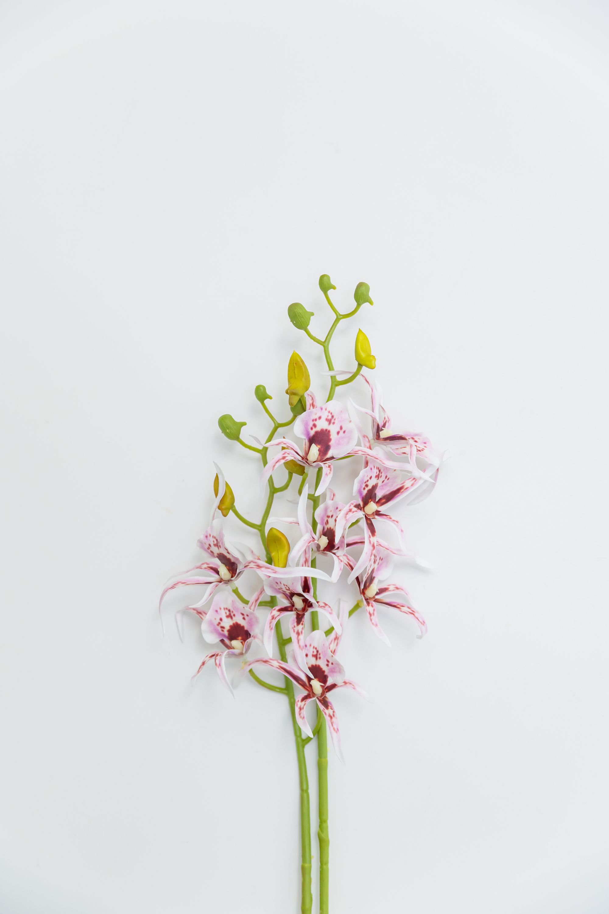 蜘蛛兰-浅紫色洋兰露西仿真适合小众布置