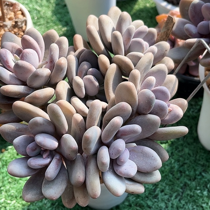 我是第一百个为妖刀应援的阴阳