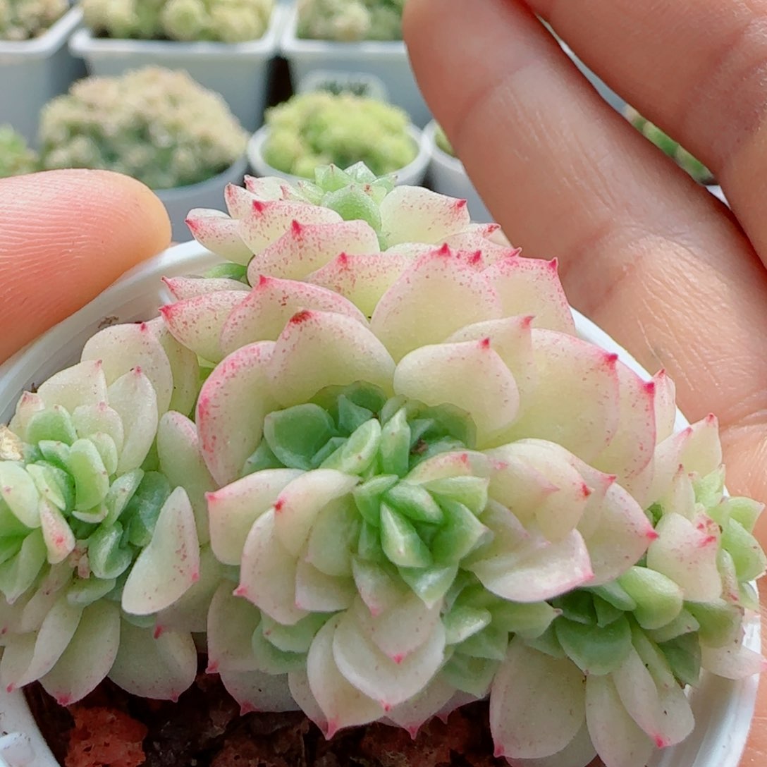 【闪购商品】0417-56优选麦杆