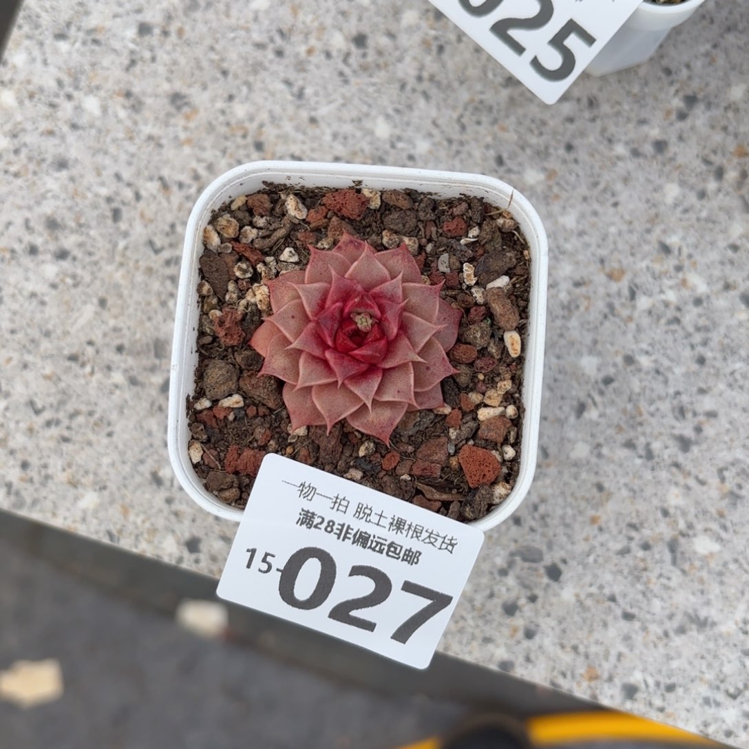 皮皮虾多肉多肉多肉