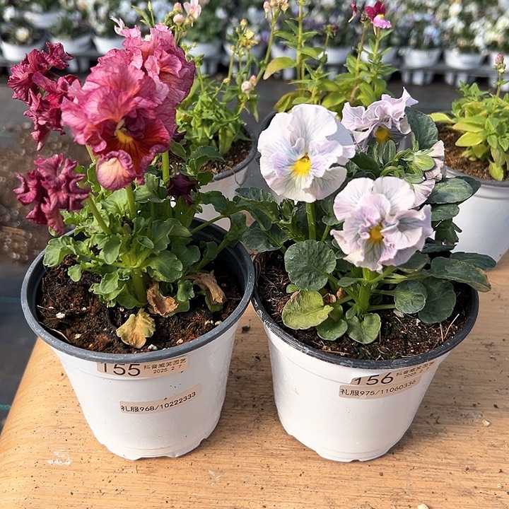 水晶抖音直播闪拍155-156