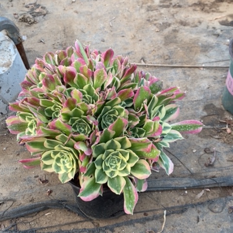 白凤5多肉植物法师