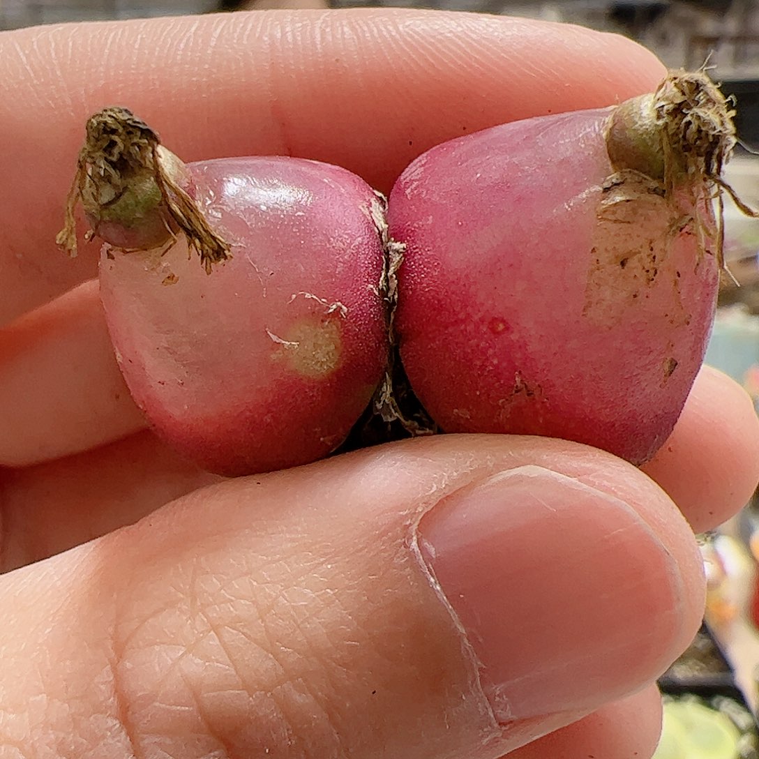 【闪购商品】225 情人节福利