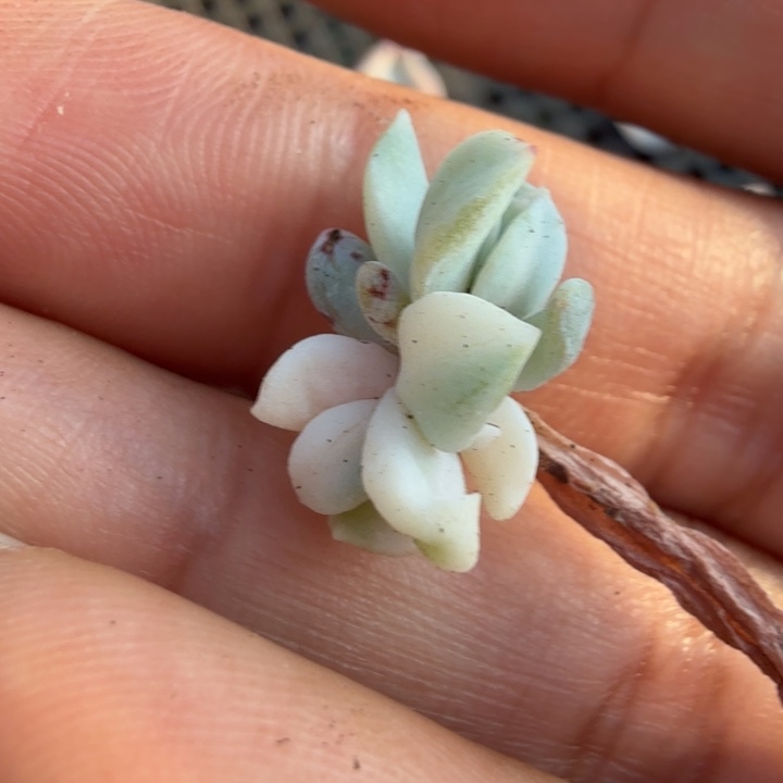 特玉莲锦 一个潜力股