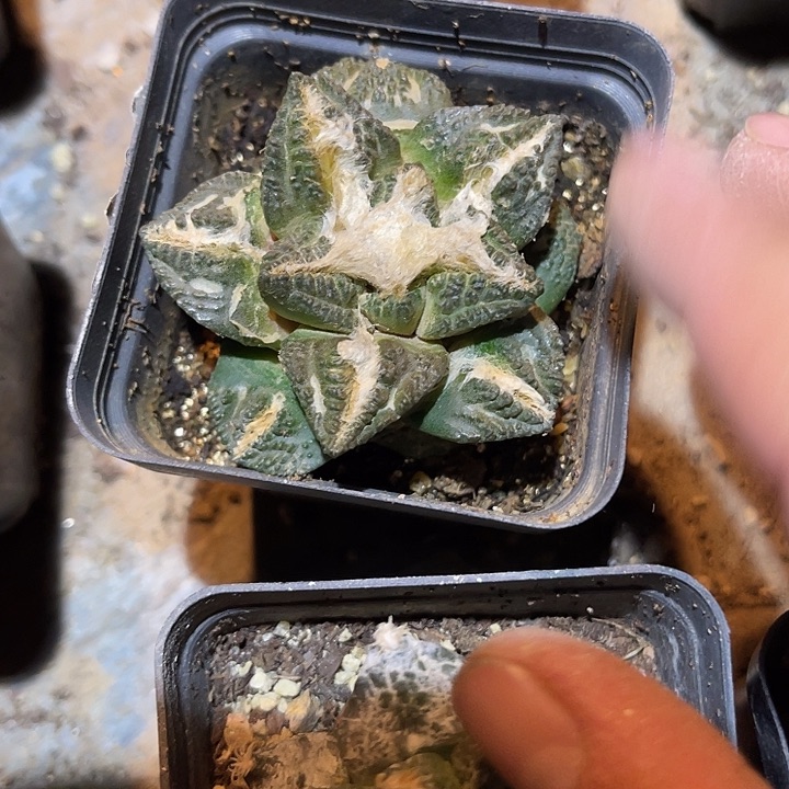 满38包邮2天凑单，脱土晾根发货多肉植物