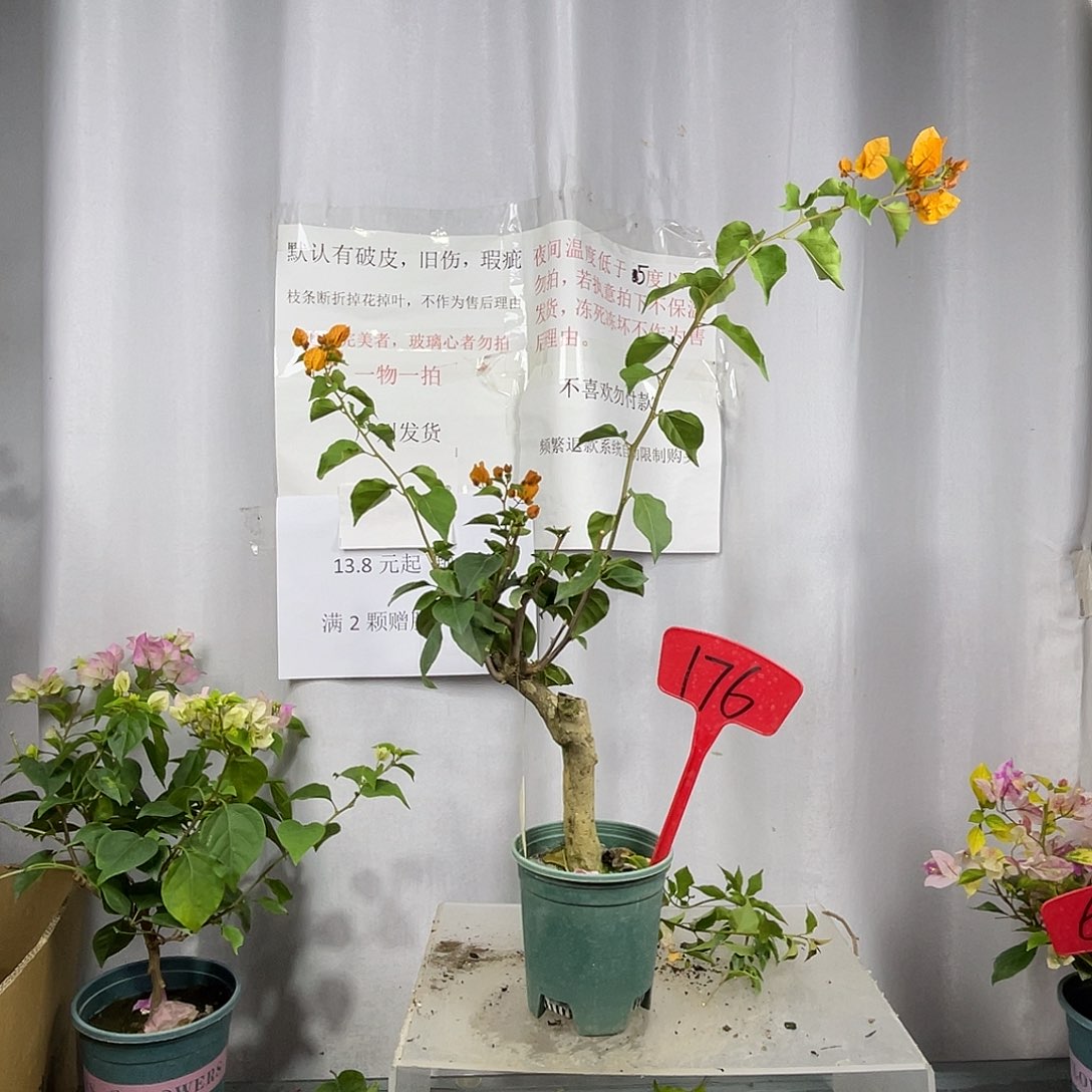 当前无花栽培后可以开花176加州黄金桩，默认有破皮旧伤