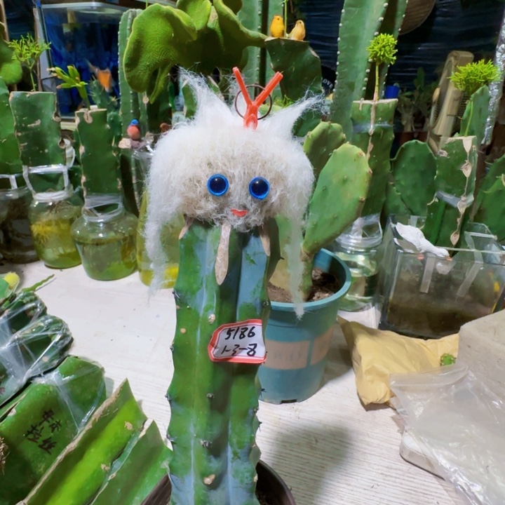 柔***爽无花朵老乐缀化……