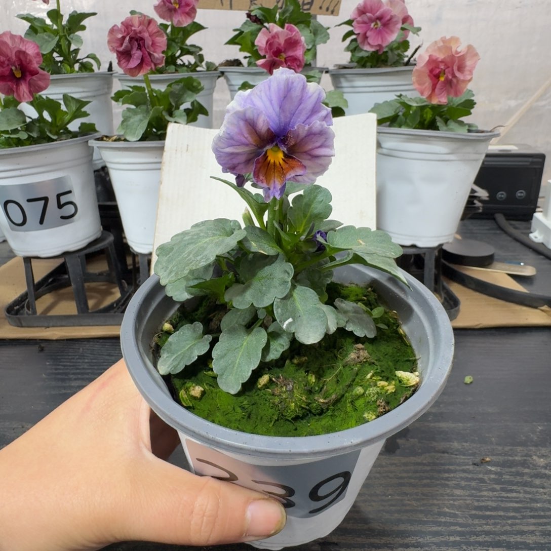 全部花朵239号江源