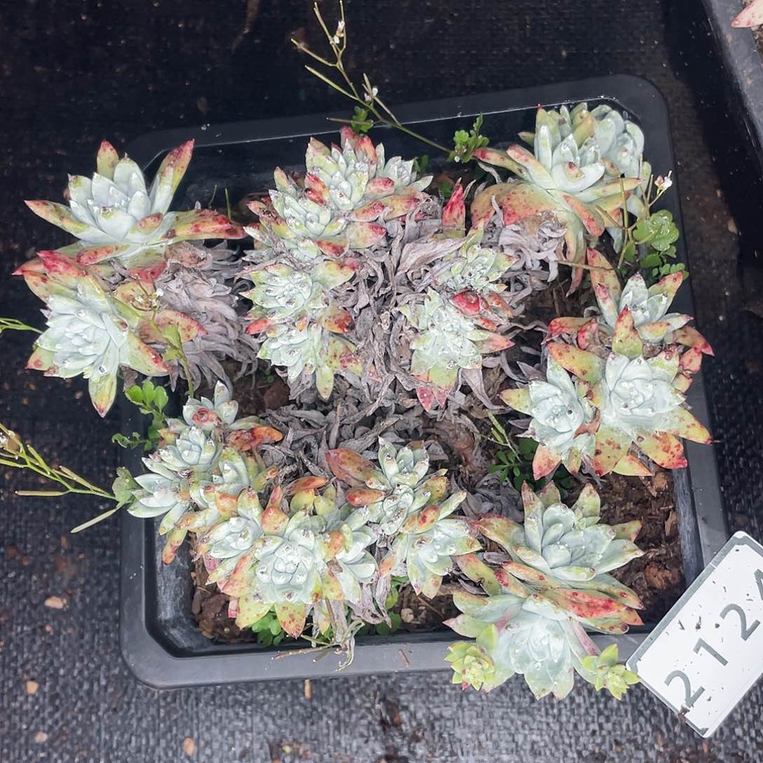 清*歆仙女杯老桩多头2124