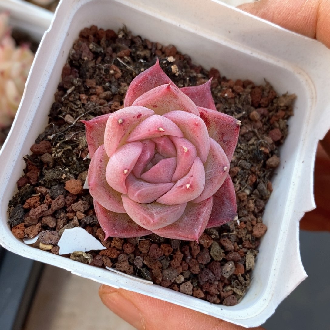 精品多肉一物一拆不包整603