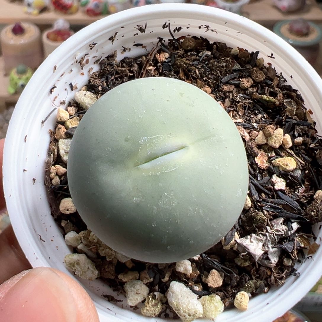 多肉植物115号鸽子蛋