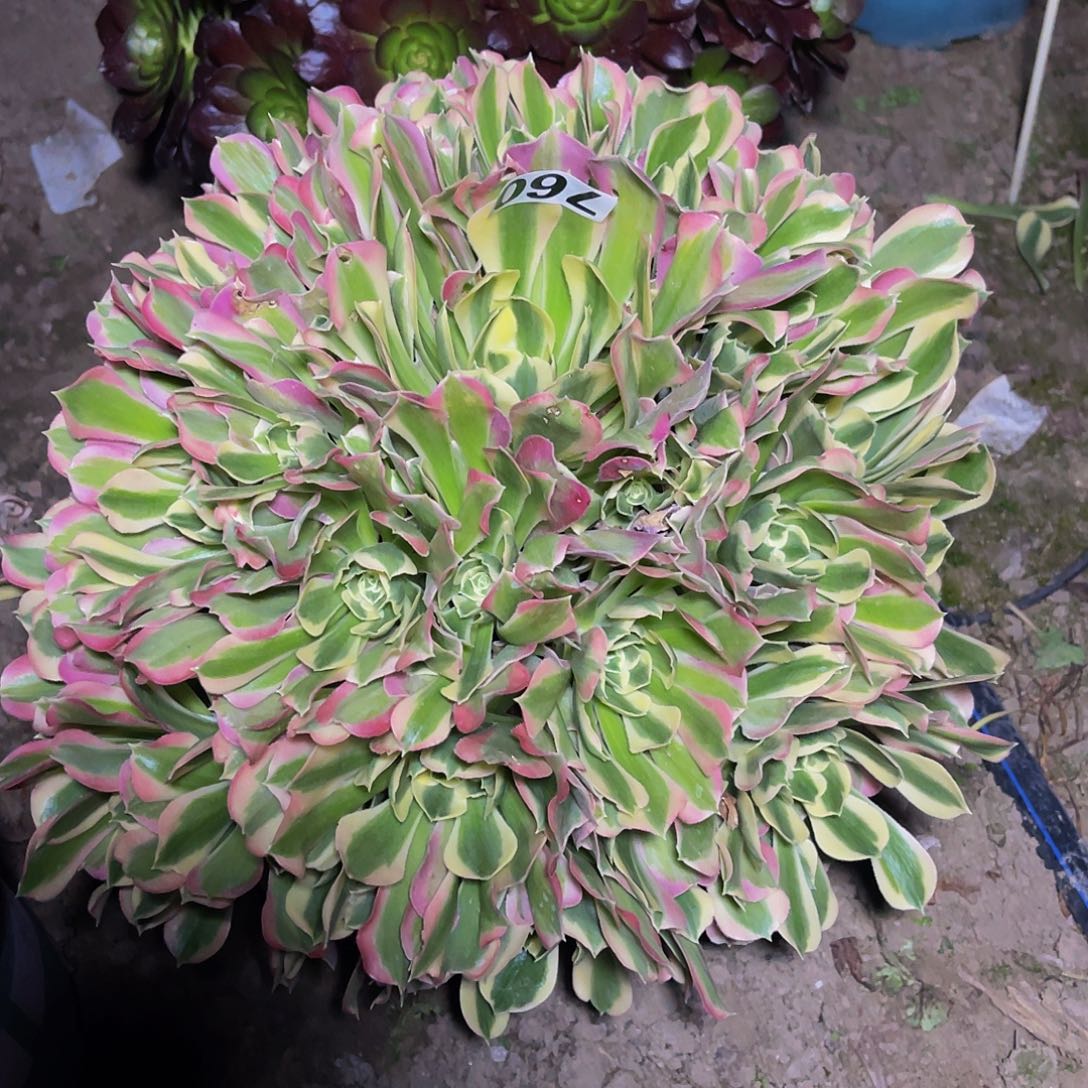 法师法师15-36包邮法师