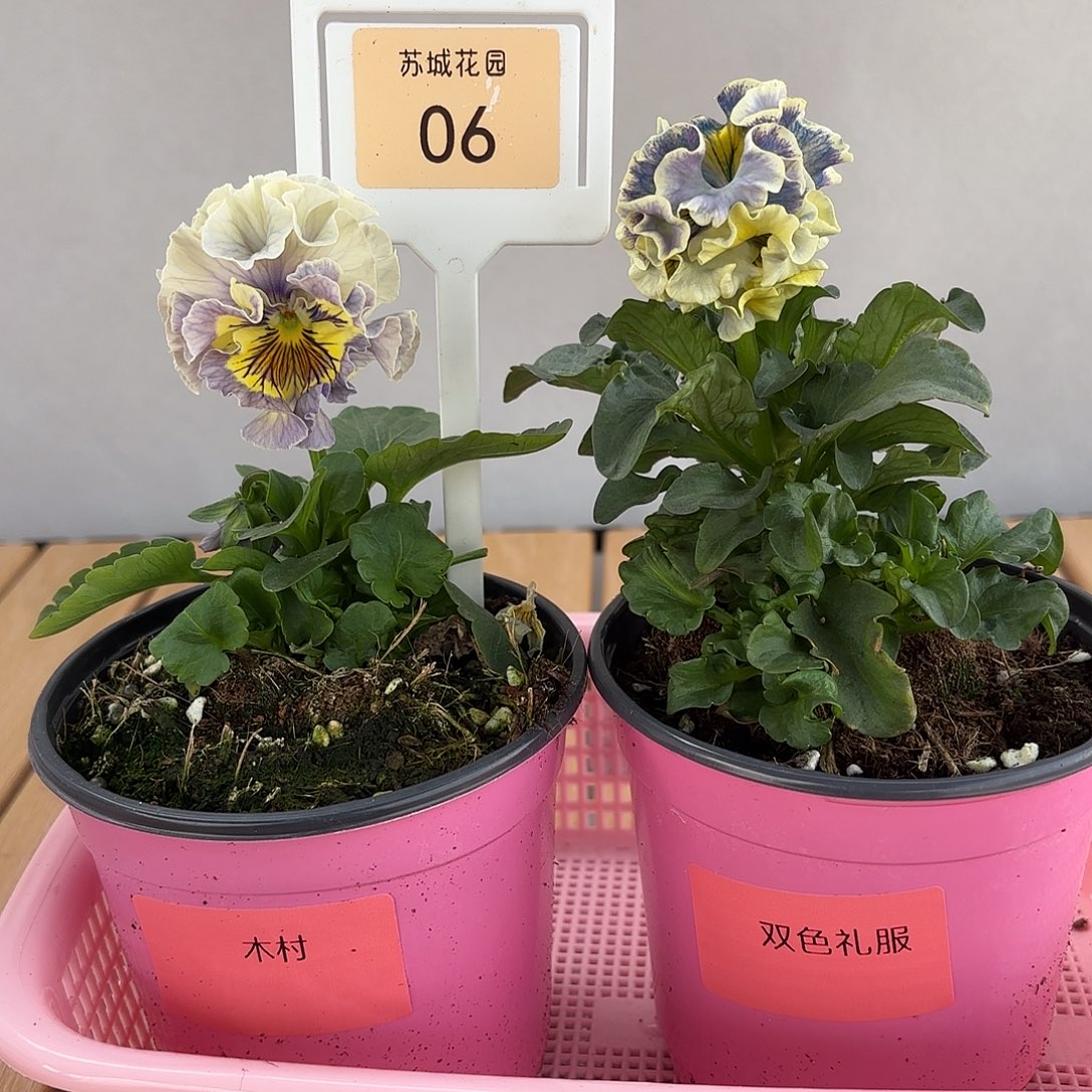 大部分开放少量花苞06