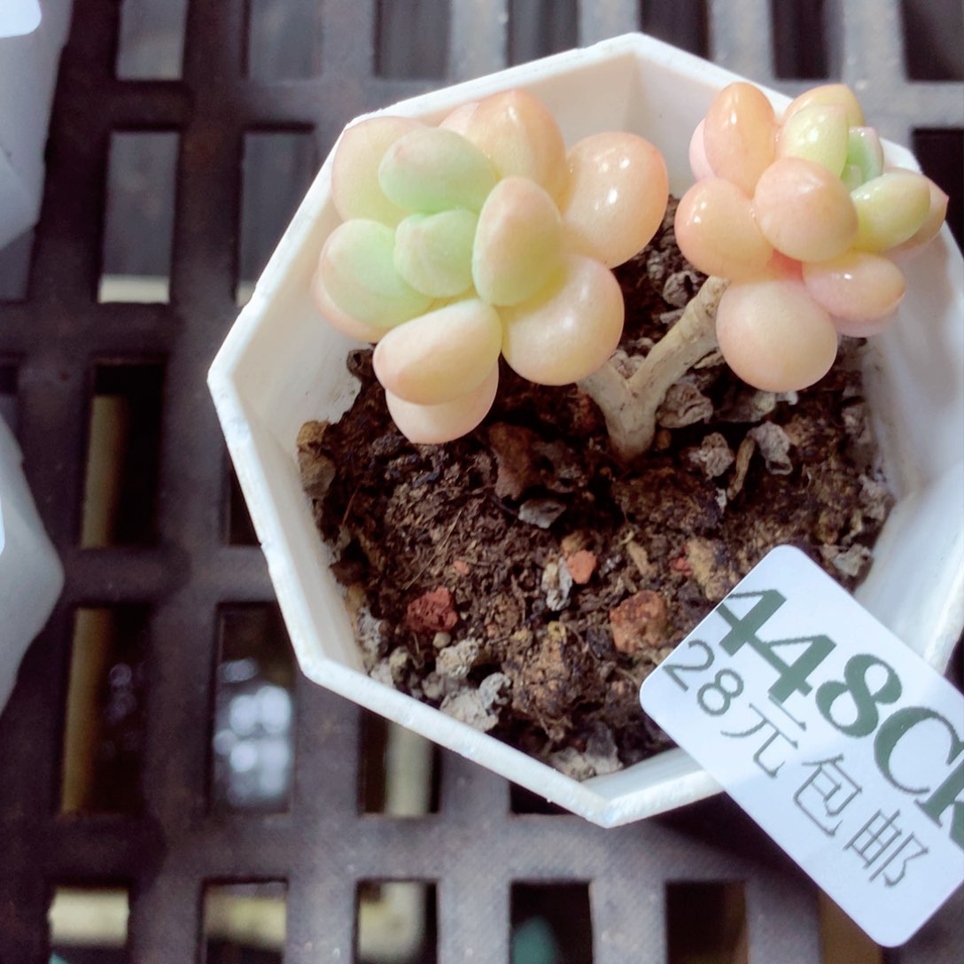 5厘米盆精控多肉448