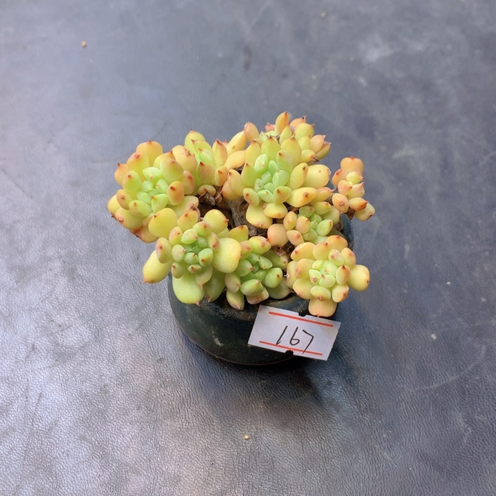 一物一拍满30包邮 167