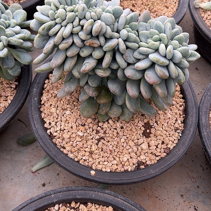 洛神群生缀化多肉